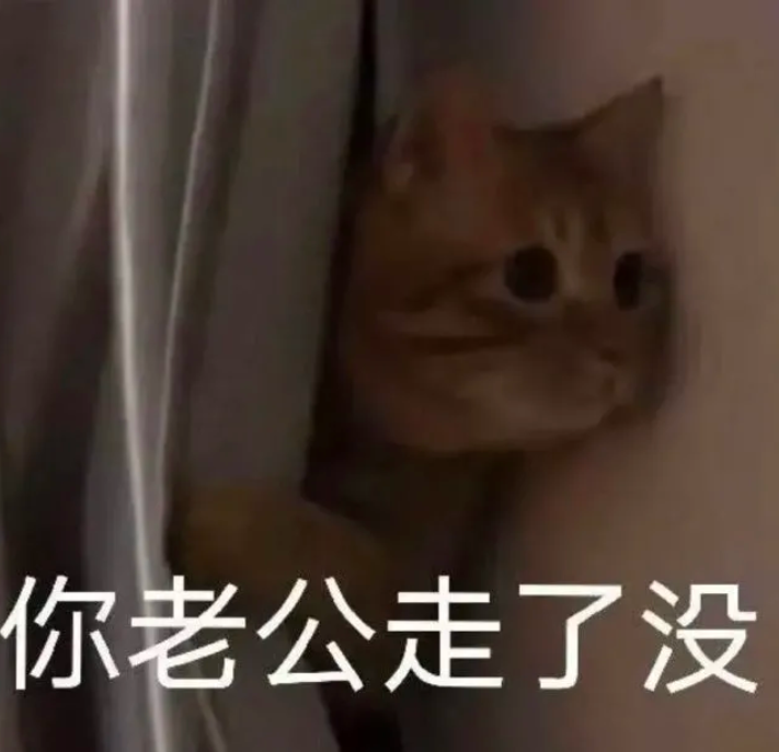 你老公走了吗猫猫系列表情包大全