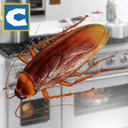 蟑螂模拟器手游app