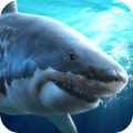 鲨鱼饿了手游app