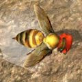蜜蜂生存模拟器手游app