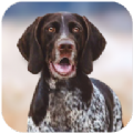 猎犬模拟器手游app