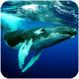 座头鲸模拟器手游app