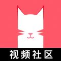 猫咪视频正版