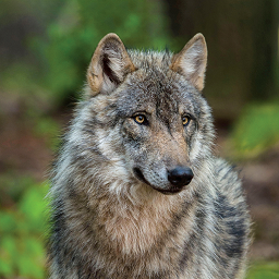 森林狼生存模拟器手游app