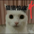 猫咪惊魂 下载恐怖版手游app