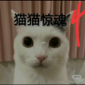 猫咪惊魂 结局完整版手游app