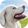 塔特拉牧羊犬模拟器 最新版手游app