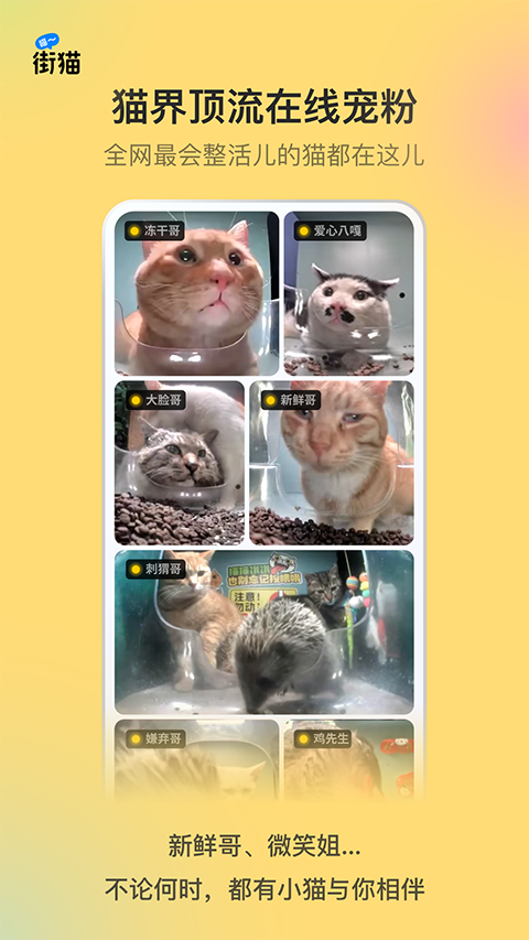 哈啰街猫 app手机软件app截图