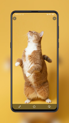 纸塘壁纸 最新版手机软件app截图