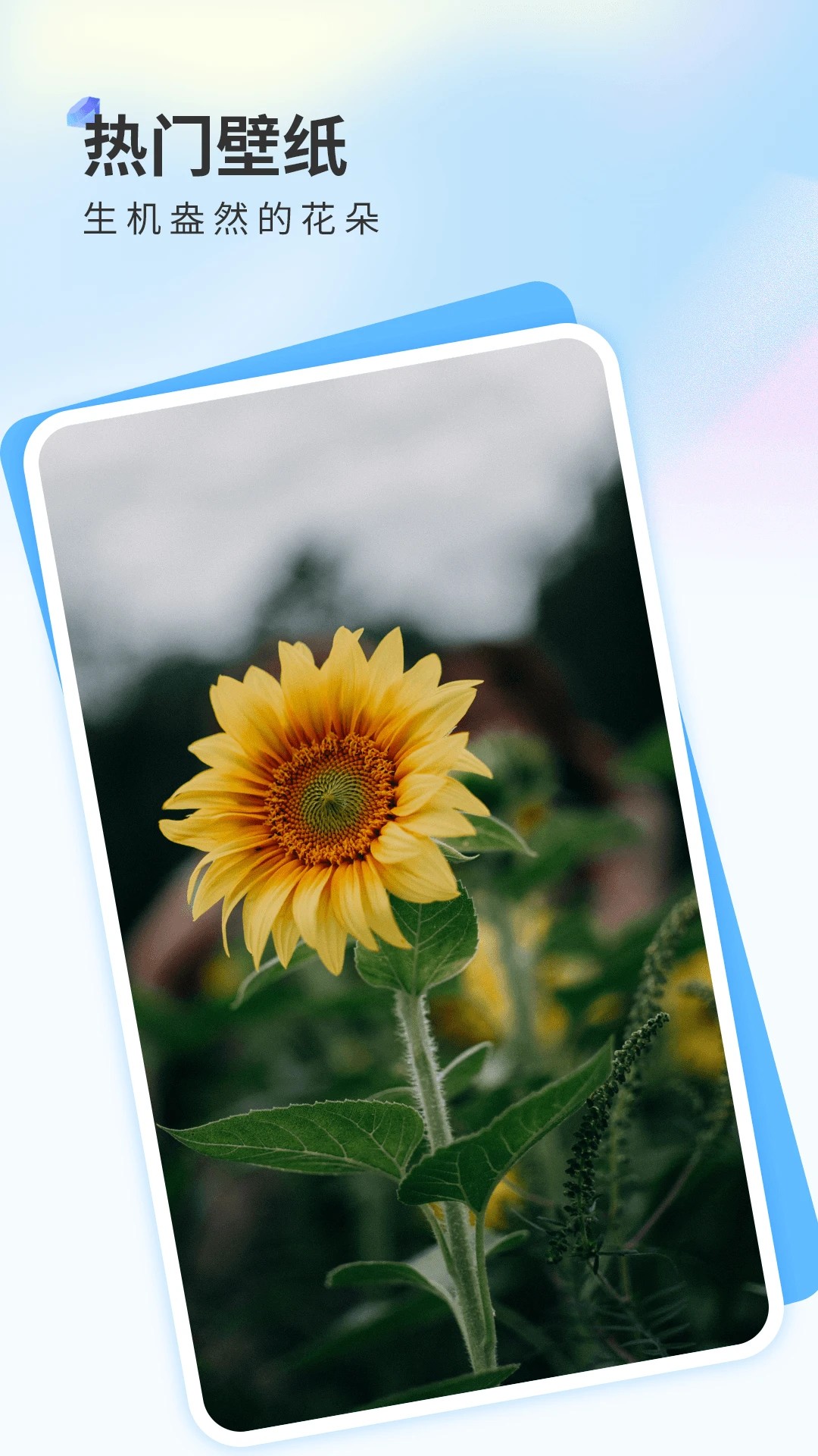 克拉壁纸 免费版手机软件app截图