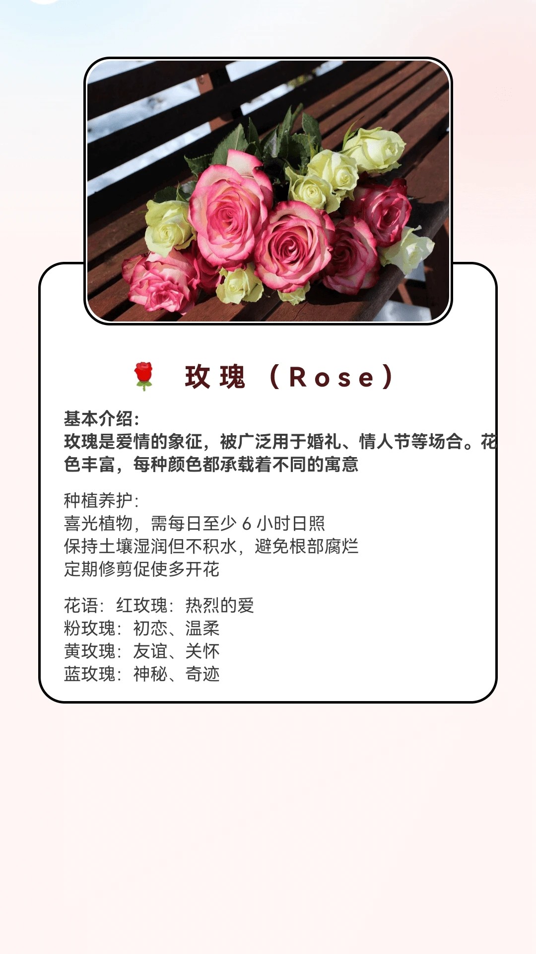 月光短剧 红包版手机软件app截图