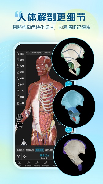 维萨里3D解剖手机软件app截图