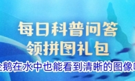 企鹅在水中也能看到清晰的图像吗