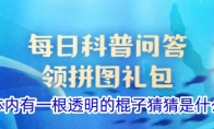 蛏子体内有一根透明的棍子猜猜是什么器官