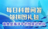 章鱼是海洋中的独居动物吗