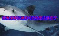 鲨鱼能够快速游动的秘密主要在于