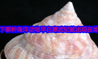 以下哪种海洋动物早在寒武纪就出现在地球