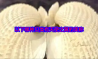 以下哪种贝类有天使之翼的美称