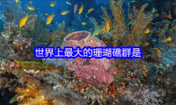 世界上最大的珊瑚礁群是