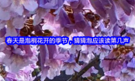 春天是泡桐花开的季节，猜猜泡应该读第几声