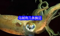 乌贼有几条腕足