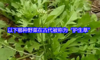以下哪种野菜在古代被称为“护生草”