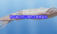 枪乌贼之所以得名主要是因为