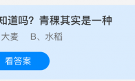 你知道吗？青稞其实是一种