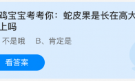 小鸡宝宝考考你：蛇皮果是长在高大的树上吗