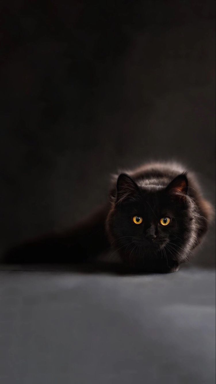 《抖音短视频》黑猫睁眼高清壁纸图片分享