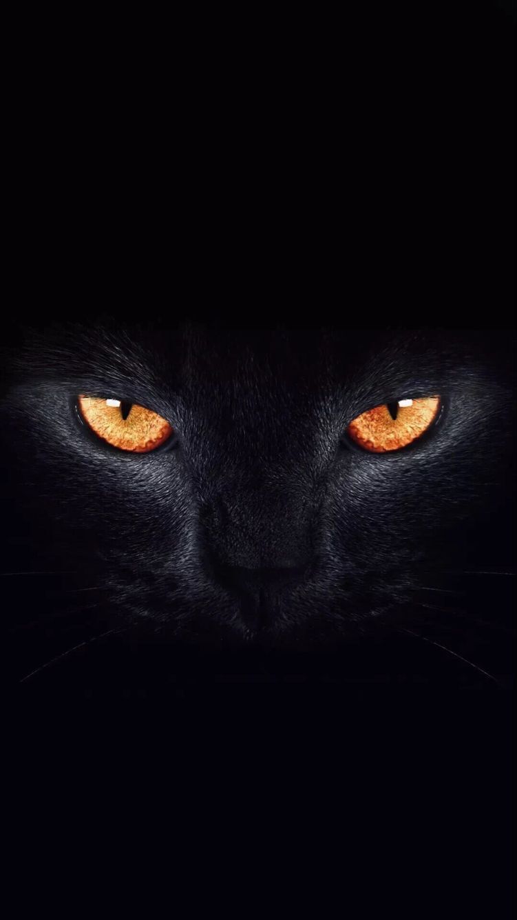 《抖音短视频》黑猫睁眼高清壁纸图片分享