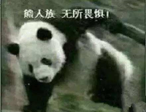 5月16《赤潮自走棋》再次更新——熊猫人永不为奴！