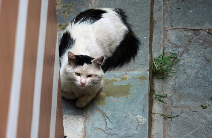 抖音后院猫出处含义介绍