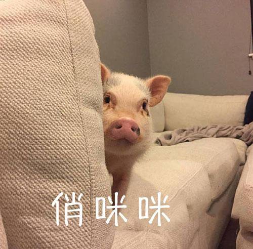 抖音小猪悄咪咪表情包我已经是被人的小猪仔了分享