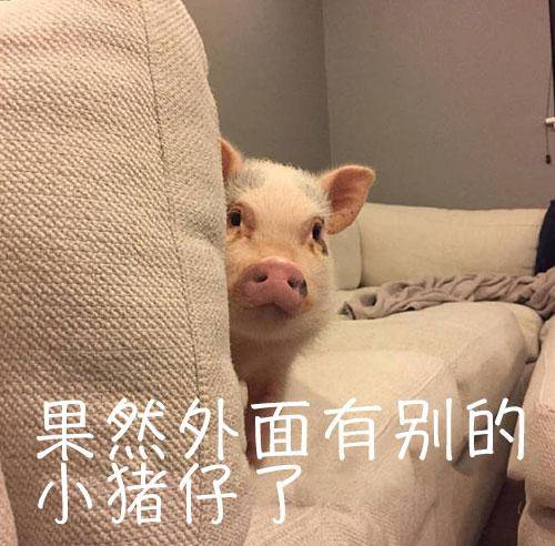 抖音小猪悄咪咪表情包我已经是被人的小猪仔了分享