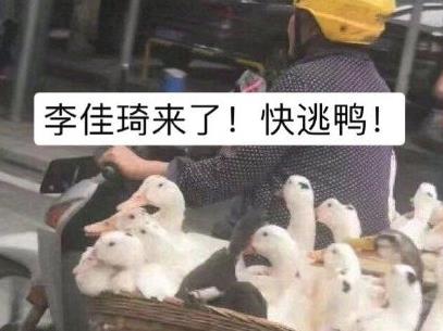 duck不必鸭子表情包图片