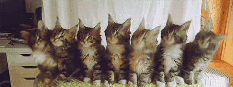 抖音一排猫咪点头的动图表情包分享