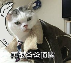沙雕女孩用的表情包推荐