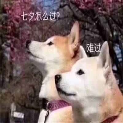《抖音》2020七夕单身狗表情包分享