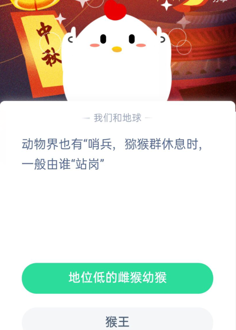 动物界也有哨兵，猕猴群休息时，一般由谁站岗