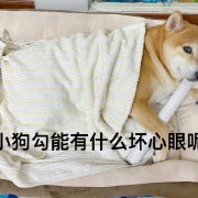 小狗狗能有什么坏心眼呢表情包分享