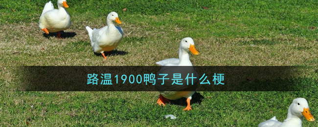 路温1900鸭子是什么梗