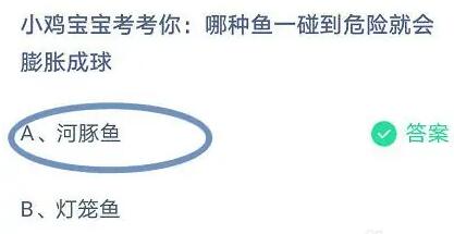 小鸡宝宝考考你：哪种鱼一碰到危险就会膨胀成球