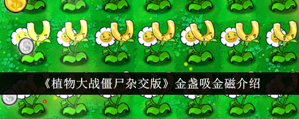 《植物大战僵尸杂交版》金盏吸金磁介绍