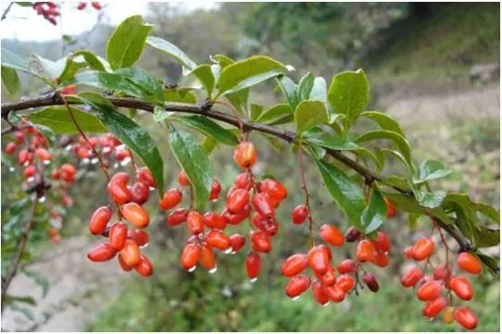 古人在以下哪个传统节日有头插茱萸的习俗