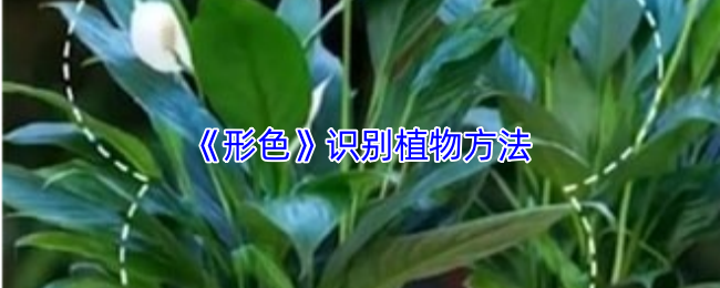 《形色》识别植物方法