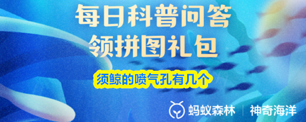 须鲸的喷气孔有几个