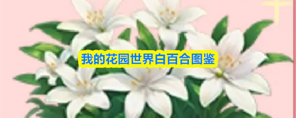 我的花园世界白百合图鉴