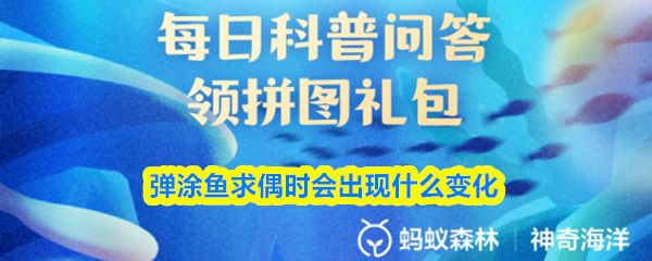 弹涂鱼求偶时会出现什么变化