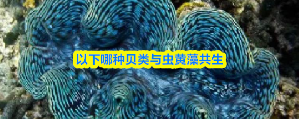 以下哪种贝类与虫黄藻共生